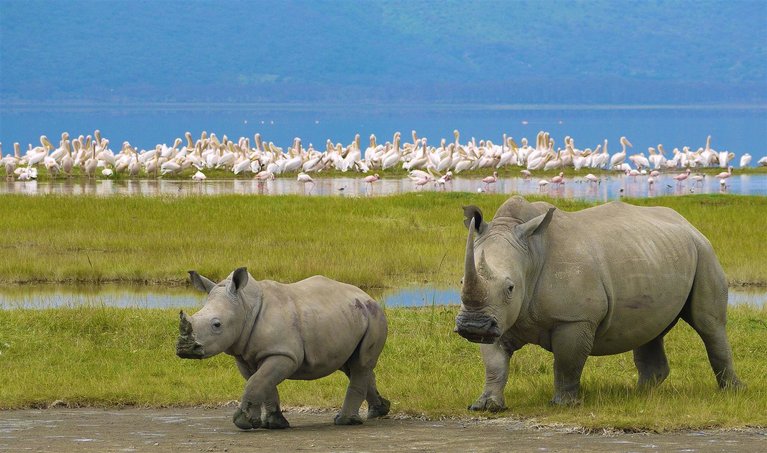 A mother white rhinoceros and her small calf walking along a muddy bank next to a grassy field filled with white pelicans and a blue lake.