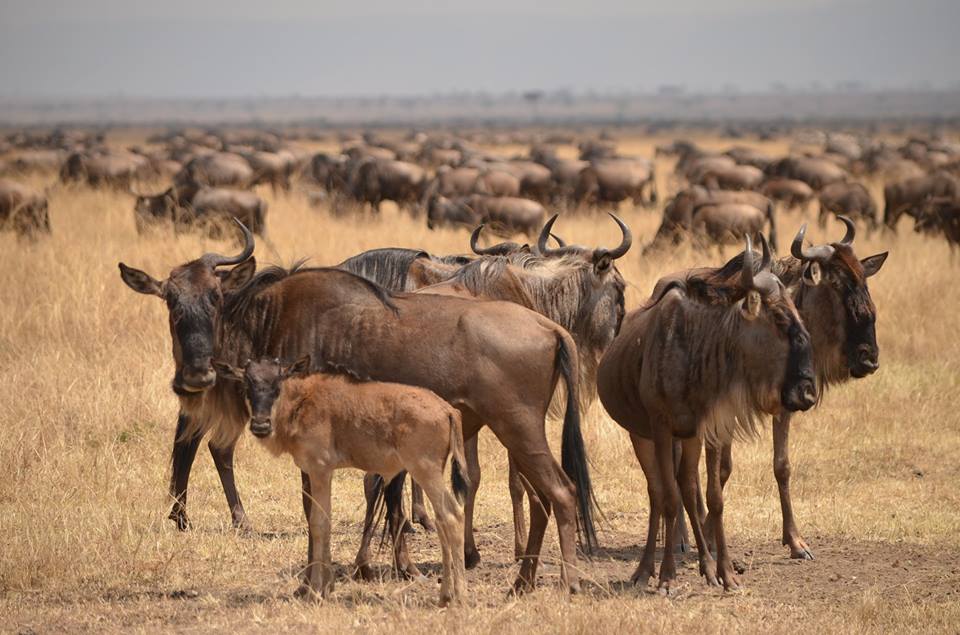 A small cluster of adult wildebeests standing in dry golden grass alongside a young, light brown calf, with thousands of densely packed migratory herd members stretching far out into the background under a hazy sky.