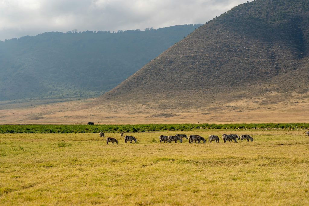 A high-angle view of a vast, golden-green savanna plain inside the Ngorongoro Crater, where a small herd of zebras grazes in a distinct line, framed by a massive, steep volcanic ridge rising sharply on the right side under a cloudy sky.