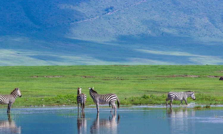 Four zebras stand in and near a reflective pool of water on a flat, vibrant green plain inside the Ngorongoro Crater, with the massive, steep blue-green crater wall rising dramatically in the background under soft sunlight.