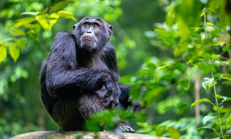 A large wild chimpanzee sits upright on a fallen tree trunk or boulder, looking upwards thoughtfully through a clearing framed by bright green tropical leaves.