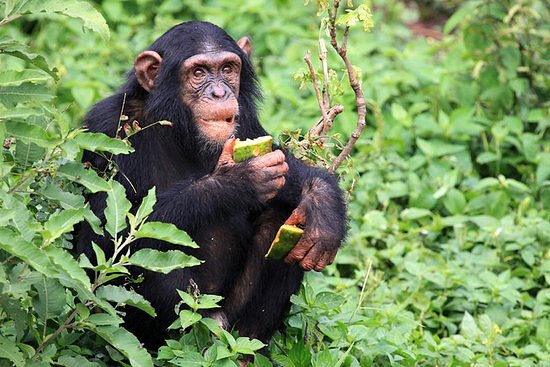 A wild eastern chimpanzee sits amidst dense green foliage in a tropical forest, holding and eating a piece of green fruit with both hands