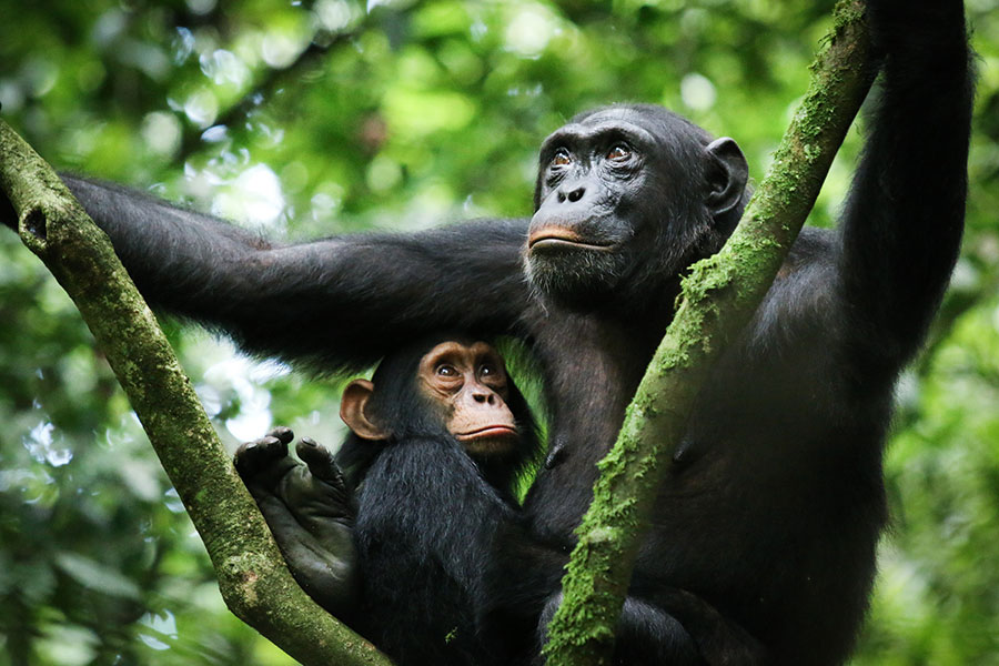 This image captures the ultimate goal of a chimpanzee trekking safari: a close-up, authentic encounter with a wild primate in its natural habitat.