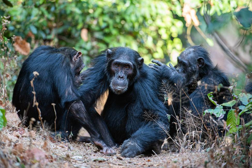 Three wild chimpanzees sit together on the forest floor amidst dry leaves and low vegetation, with one individual in the center looking directly forward while another grooms its back.