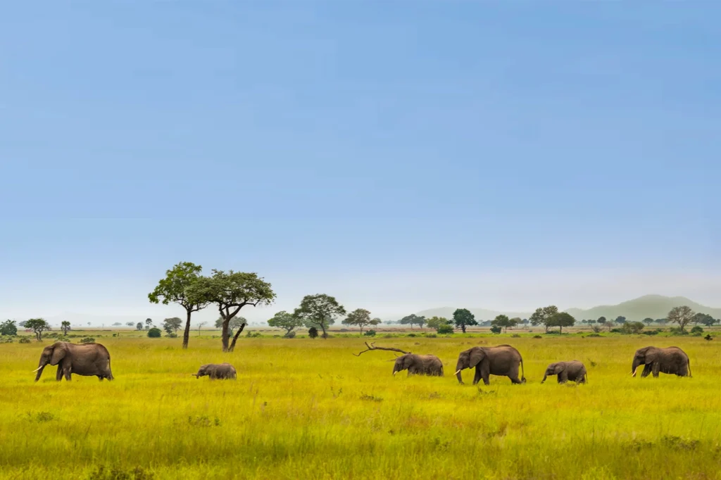 A wide landscape showing a breeding herd of African elephants and small calves scattered across a vibrant green grass savanna under a clear blue sky, interspersed with sparse acacia trees.