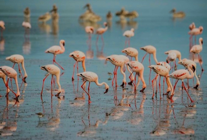 A wide view of a large flock of pink flamingos scattered across a glassy, reflective mudflat at dusk, with their bodies casting clear shapes on the wet surface and blurred waterfowl in the background.