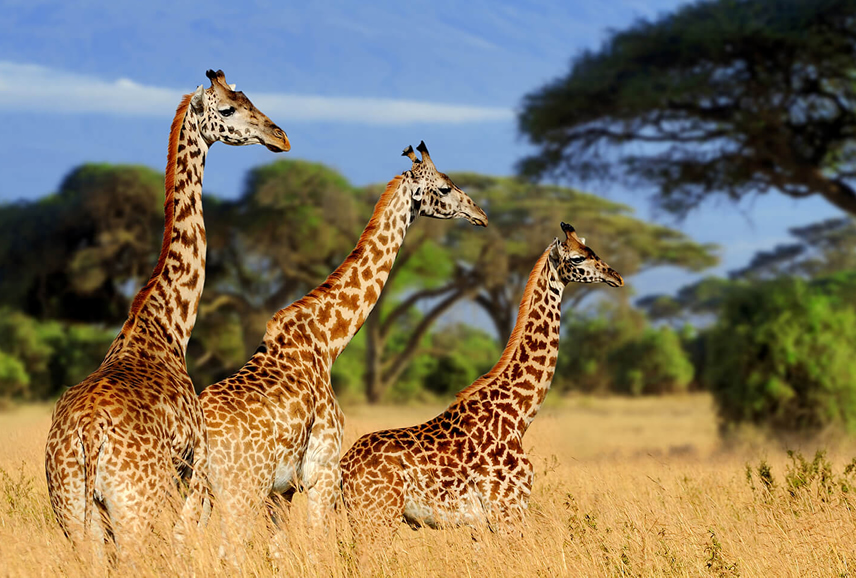 Three Masai giraffes standing close together in profile, angled from largest to smallest across a golden savanna grass field with leafy acacia trees in the background under a blue sky.