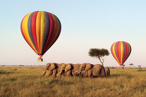 A herd of five African elephants walks through a wide, golden grassy savanna with a single acacia tree in the background. Two large, colorful hot air balloons with vertical stripes of red, yellow, and blue fly low in the clear, pale morning sky.