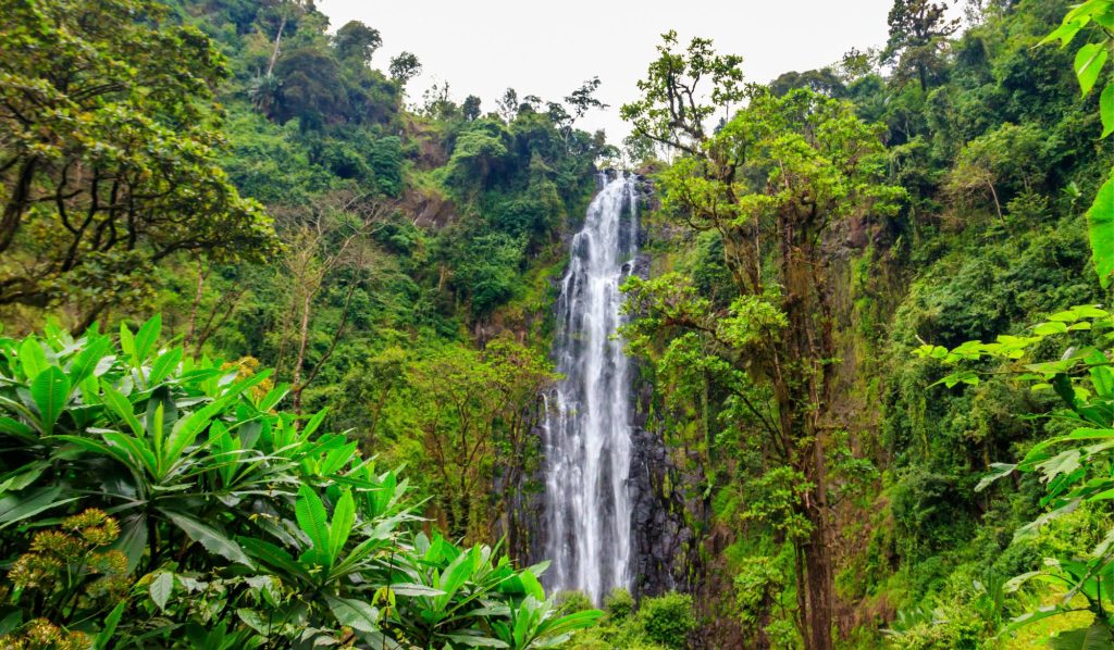 A wide view of the tall, narrow Materuni Waterfall cascading down a dark, rocky cliffside entirely surrounded by a lush green tropical rainforest and dense green foliage.A wide view of the tall, narrow Materuni Waterfall cascading down a dark, rocky cliffside entirely surrounded by a lush green tropical rainforest and dense green foliage.