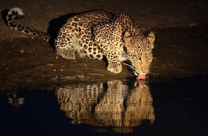 A wild leopard crouches at the edge of a waterhole at night during a night game drive in Tanzania, sticking its tongue out to drink water with a clear reflection visible below it.