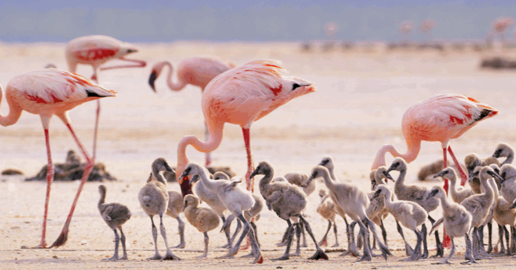 A group of adult pink flamingos standing on a sandy plain alongside a large, dense crèche of small, fluffy grey flamingo chicks walking together under a bright sky.