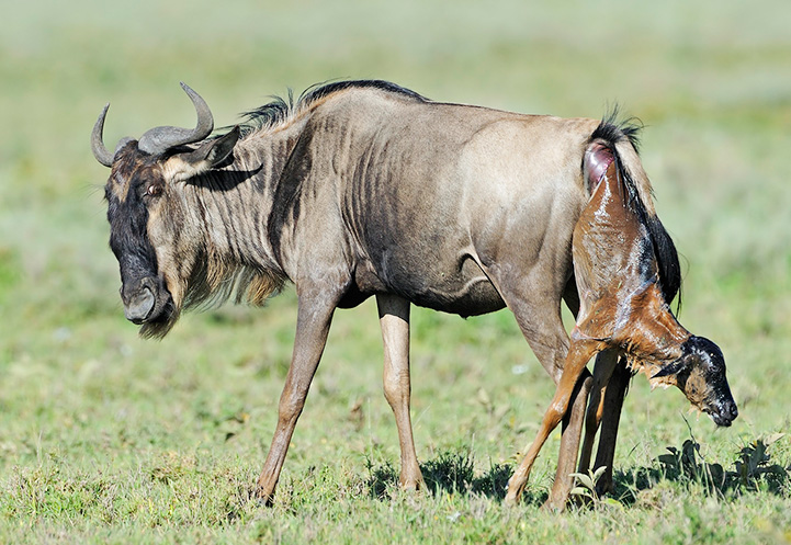 A side profile view of an adult blue wildebeest standing in a green field while mid-process of giving birth, with the head and front legs of the newborn calf emerging from its rear.