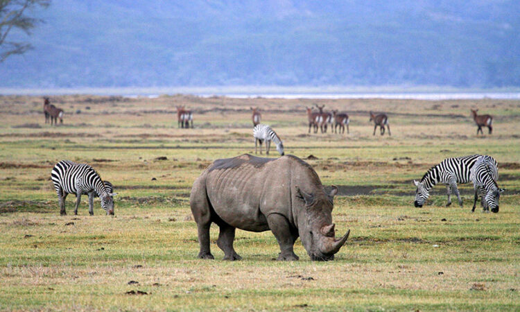 A large, mud-caked black rhinoceros grazing on a vast green savanna field, flanked by several zebras and a distant herd of antelopes under a hazy mountain backdrop.