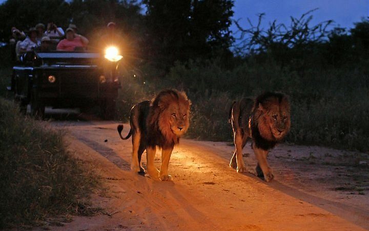 Two adult male lions with thick manes walk down a dirt road at night, illuminated by the bright headlights of a safari vehicle carrying tourists directly behind them.