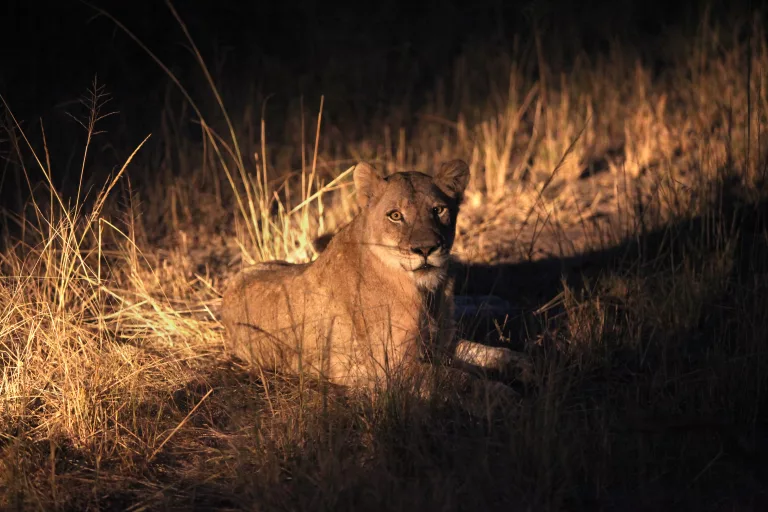 spotted coat illuminated by a warm safari vehicle spotlight against a pitch-black sky