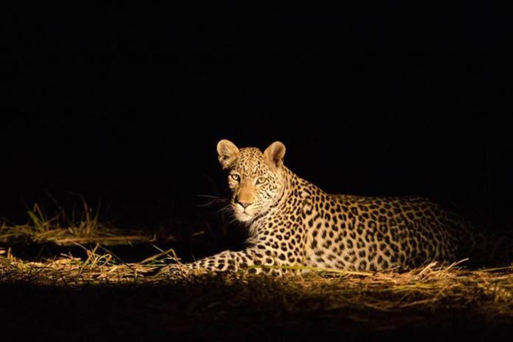 A single leopard lies down in dry grass at night, its spotted coat illuminated by a warm spotlight against a pitch-black background.