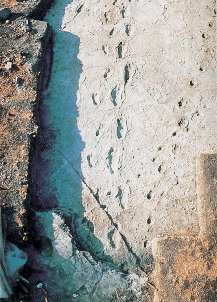 A high-angle view of the original excavated Laetoli footprint trackway, showcasing parallel rows of fossilized hominin steps embedded in ancient, light-colored volcanic ash
