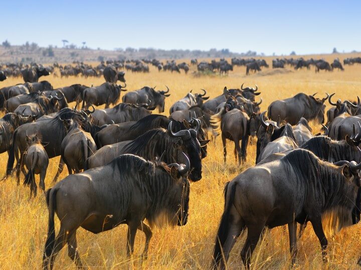 A dense, massive herd of dark grey blue wildebeests closely packed together while moving across a golden dry grass savanna plain under a clear blue sky.