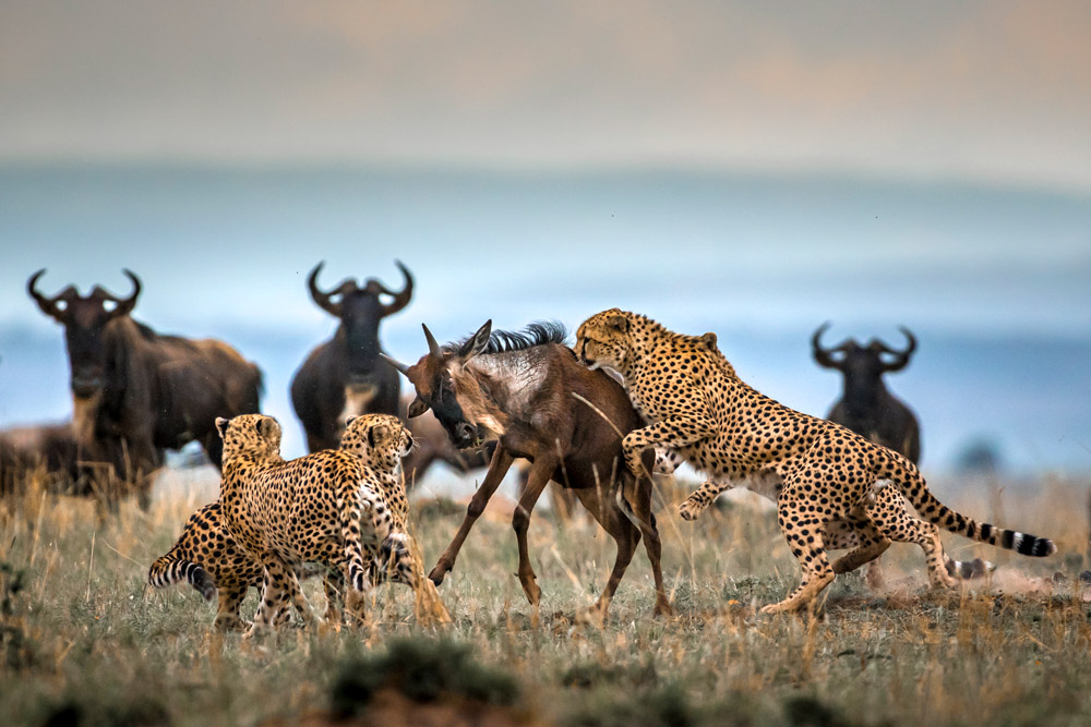 A dramatic action view of a coalition of four cheetahs hunting a young wildebeest calf in an open field, with one cheetah jumping onto the prey's back while the adult herd watches from the background.