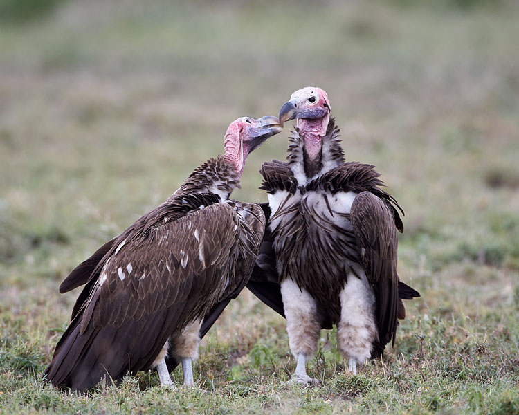 Two large lappet-faced vultures standing close together on short green grass, interacting face-to-face with their large powerful bills and wrinkled pinkish-red heads exposed.