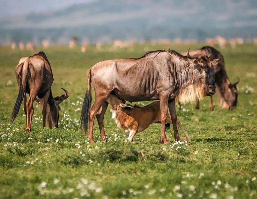 thye wildebees giving birth her new born