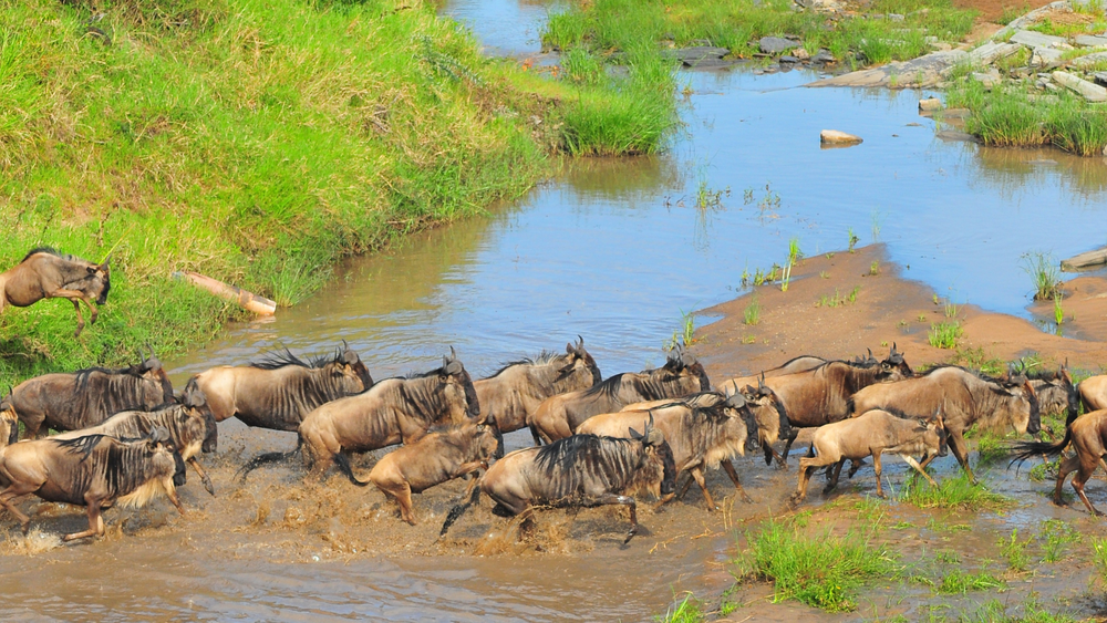 A large herd of blue wildebeests crossing a muddy river during their annual migration, with some animals splashing through the water and others climbing up a steep green bank on the left.