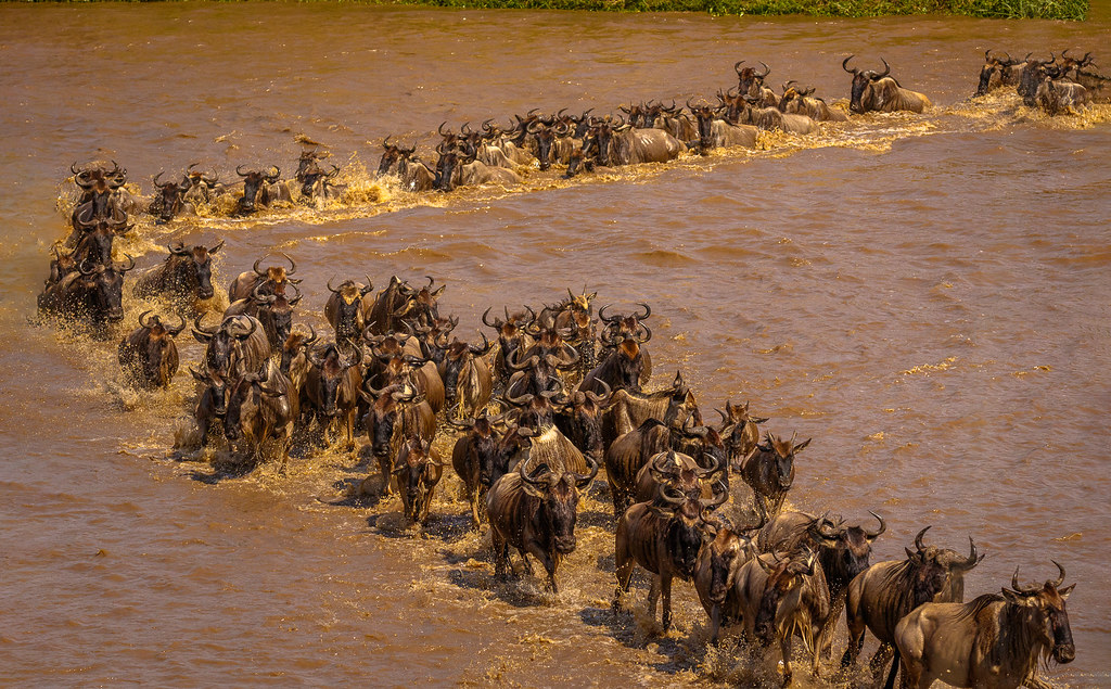 A very large herd of wildebeests with curved horns swims and runs in a long line through a muddy, brown river, kicking up water splashes as they cross during their migration.